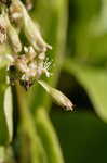 Buckwheat vine